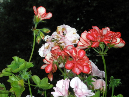 geranium - plant, nature, geranium, flower