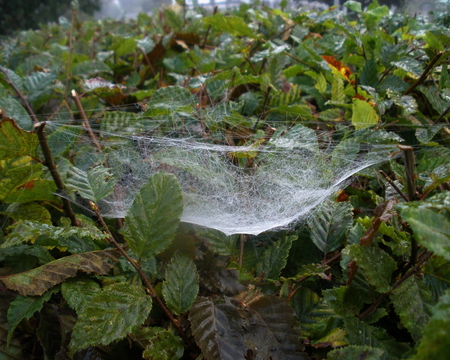 spider web - nature, spider, spider web, net