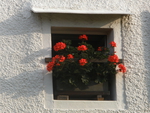 window with flowers