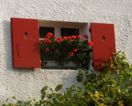 window with flowers - nature, architecture, flowers, window