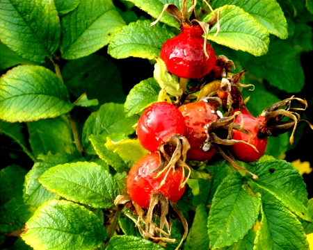 rosehip - nature, rosehip, roses, fruits