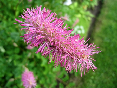 Pink Flower - nature, green, flower, pink