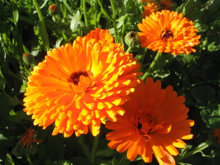 Marigold - flowers, mariegold, orange, green