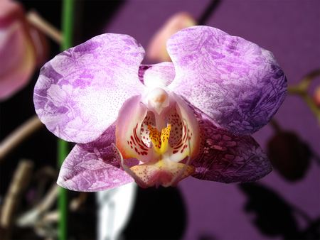 orchidee - orchidee, flower, pink, orchid