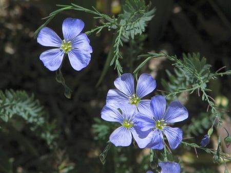 blue flowers - flowers, blue flowers, spring, blue