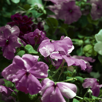 purple flowers