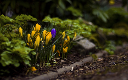 flowers - flowers, spring, yellow, crocuses