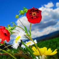 mountain flower