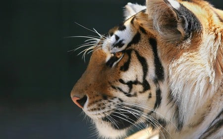 The profile (for Ramy) - profile, wallpaper, picture, nature, wall, wild, animal, photo, photograph, tiger