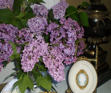 still life - purple, beautiful, vase, still life, lilacs