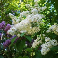 lilacs