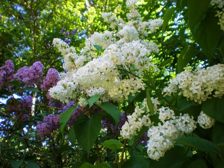 lilacs - white, lilacs, purple, beautiful, garden