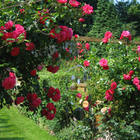 roses garden