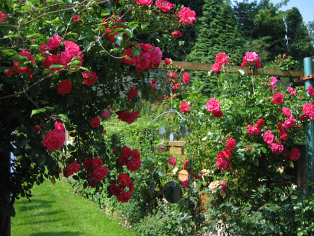 roses garden - home, roses, beautiful, flowers, garden