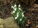 snowdrops