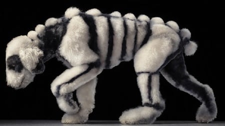 A Clip Too Far - animal, dog skeleton, canine, dog, old english sheepdog