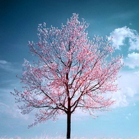 Simply a cherry tree