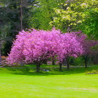 Sweetness of spring