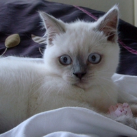 blueyes sweetie for sawnoff