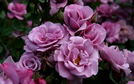 SWEET ROSES  - shrub, buds, petals, pink, sweet, flowers, nature, garden, rose, plants