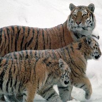 Siberian-Tigers