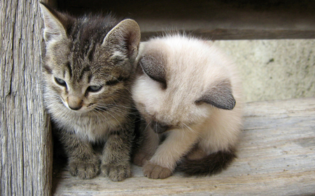 Two Friends - pretty, beautiful, tiger, sweet, persian, grey, kittens, cute, cats, adorable, pointed, animals, kitty, seal