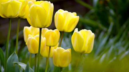 Yellow tulips - tulips, beauty, yellow tulip, flowers, spring, nature