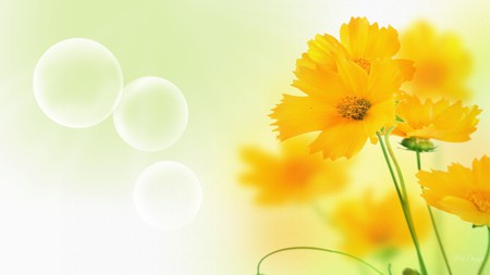 Sensual Spring - sunshine, persona, yellow, flowers, bubbles, spring