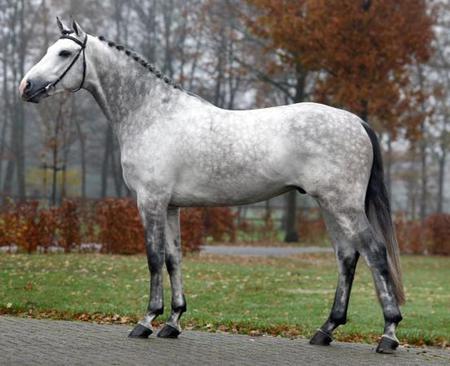 Gray Horse Alicante - gray stallion, pony, horse, dutch