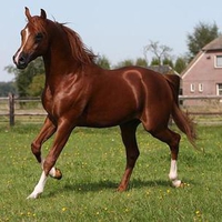 Arabian Stallion Amalfi 1