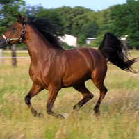 Arabian Horse