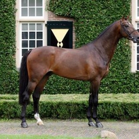 Dutch Warmblood Stallion Arthos R