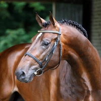 Arthos-R 1Dutch Warmblood Stallion