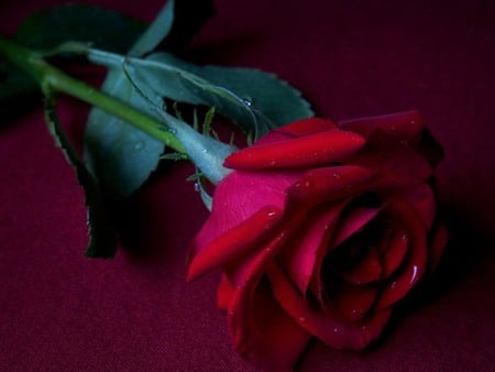 Beautiful rose - beauty, water drops, rose, red beauty, flower, red rose