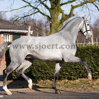 Dutch Stallion Astrello