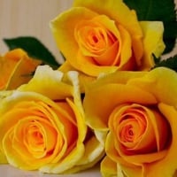 Yellow roses