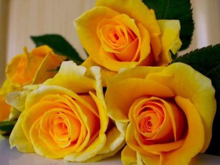 Yellow roses - beauty, yellow rose, yellow, roses, flowers