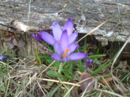 Flowers - flowers, violet, spring, flower