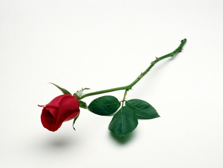 Red Rose !!! - white, love, red, rose, flower, red rose