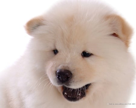  chow - chow