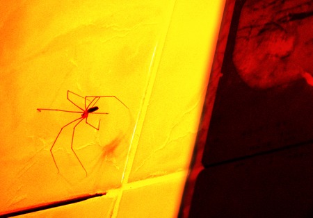 Spider On The Wall - insect, orange, spider, red