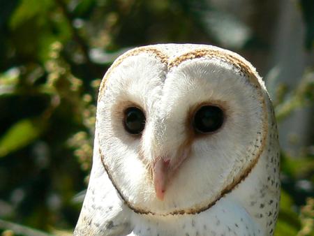 A Beautiful Barn Owl - white, beautiful, xxl, barn owl, owl