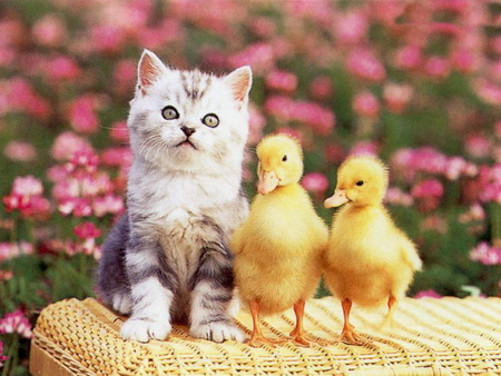 Kitten and chicks