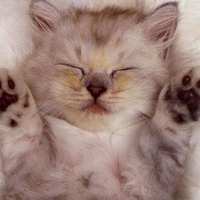 Sleepy Kitty