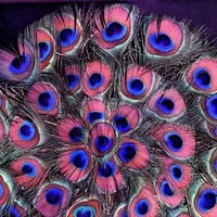 Peacock Feathers