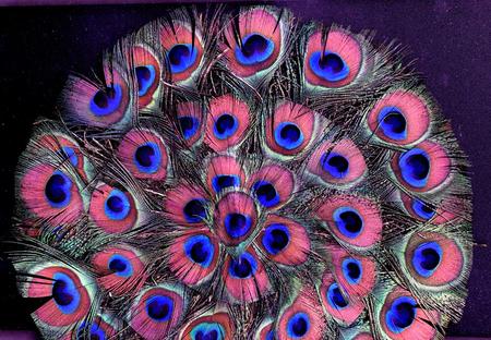 Peacock Feathers - colorful, feathers, peacock