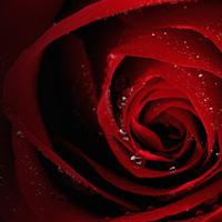 Red Rose