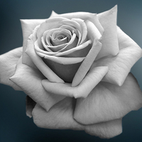 gray rose