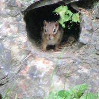 Chipmonk at home