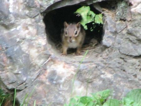 Chipmonk at home - chipmonk, graveyard, nature, squirrel